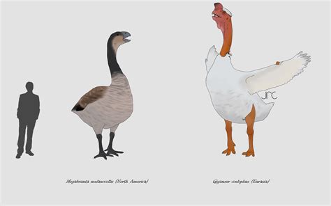how are geese similar to humans
